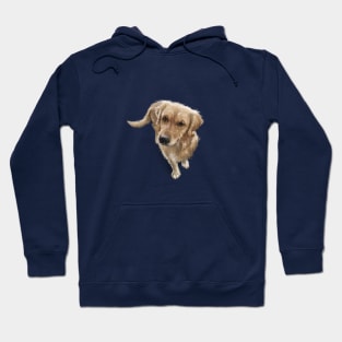 The Golden Retriever Hoodie